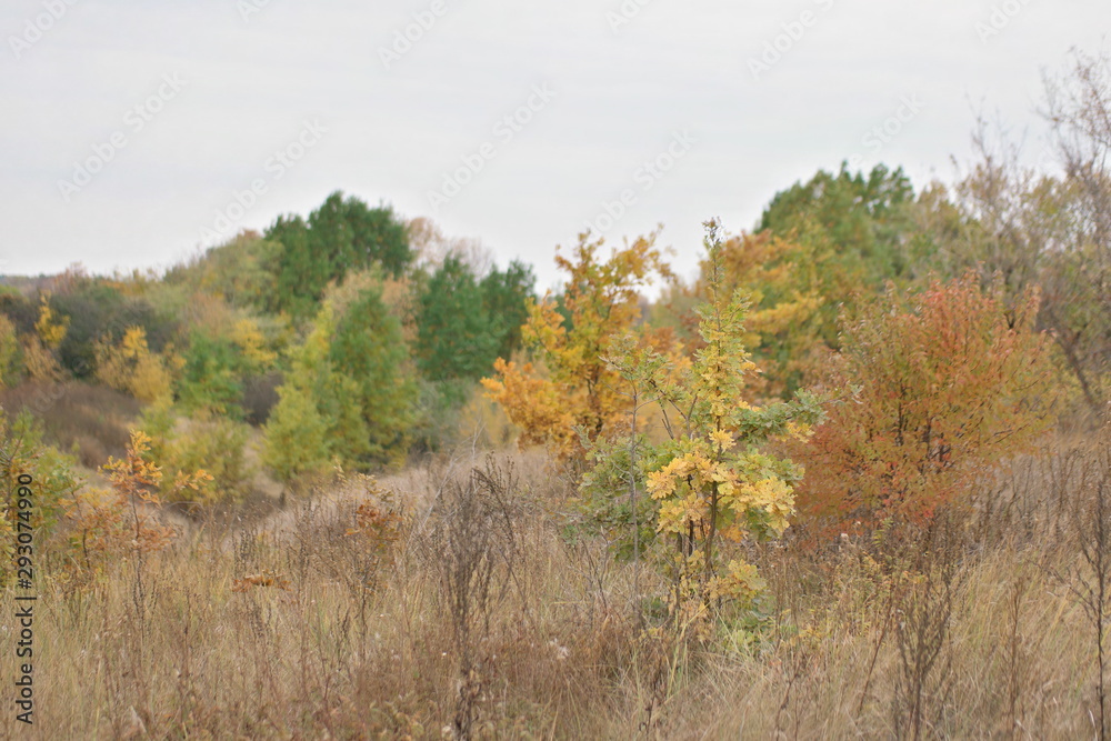 trees in autumn trees in autumn