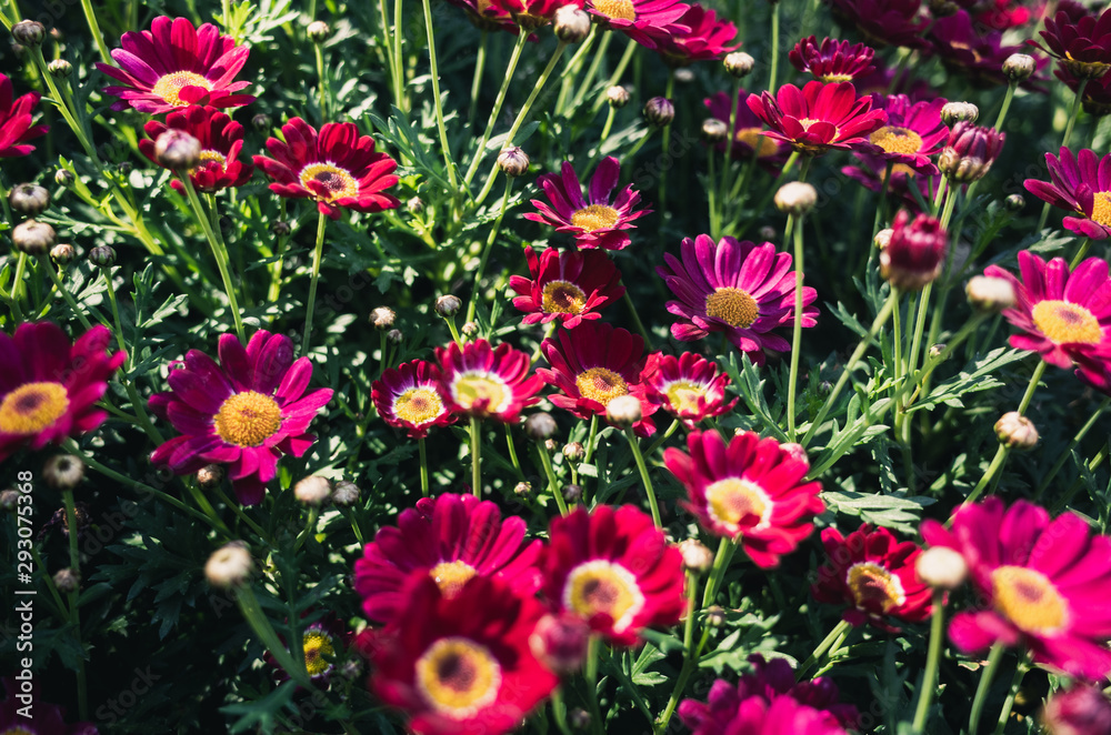 flowers in the garden flowers in the garden