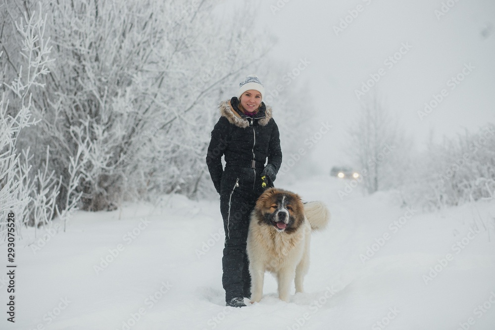 Cheerful young woman having fun with caucasian shepherd dogs on snow-covered field in frosty winter day.