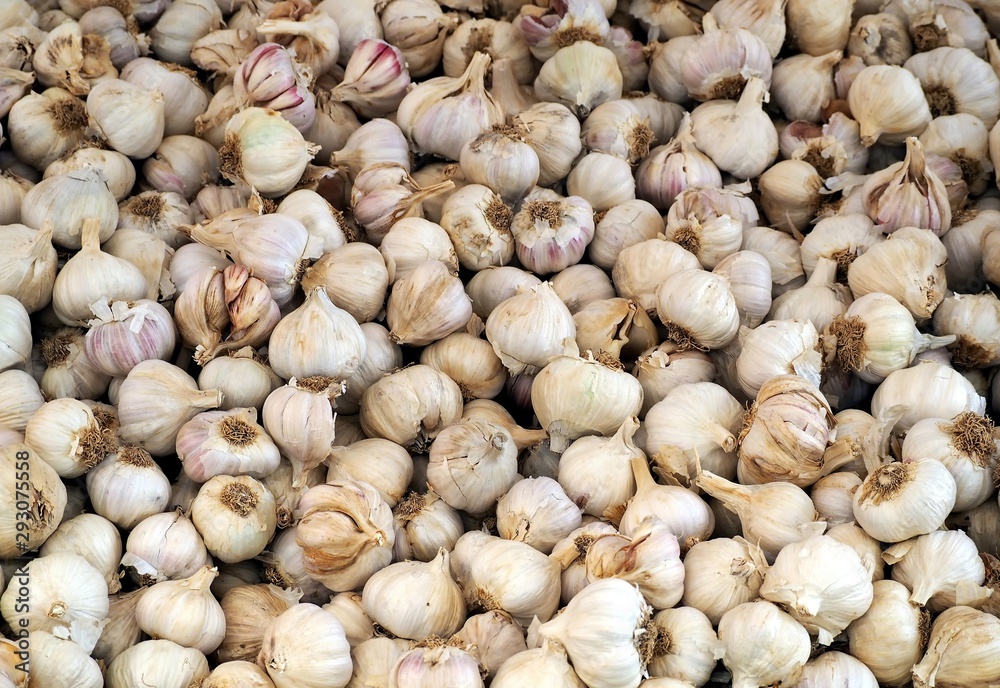 Large heap of garlics. Food background and texture Large heap of garlics. Food background and texture
