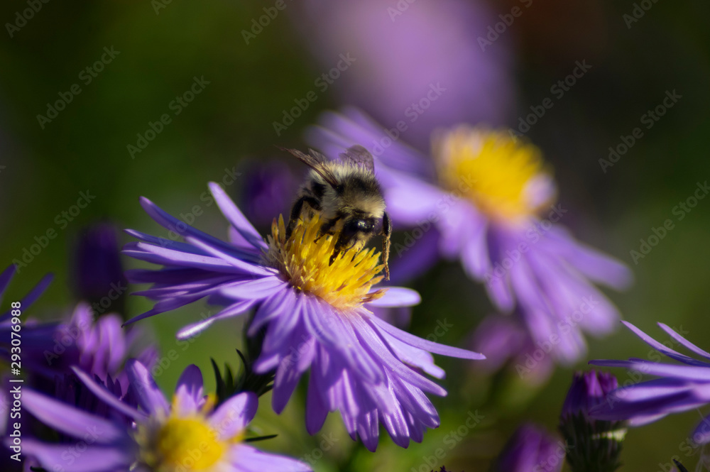 little bumblebee on a purple flower little bumblebee on a purple flower