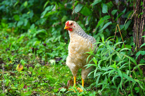 Hen in field organic farm. Free range chicken on a farm yard.