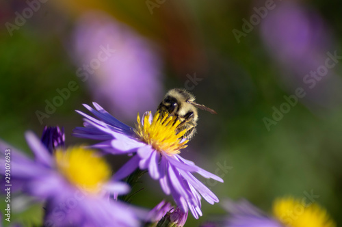 little bumblebee on a purple flower