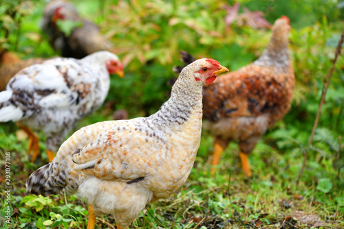 Hens in field organic farm. Free range chickens on a lawn