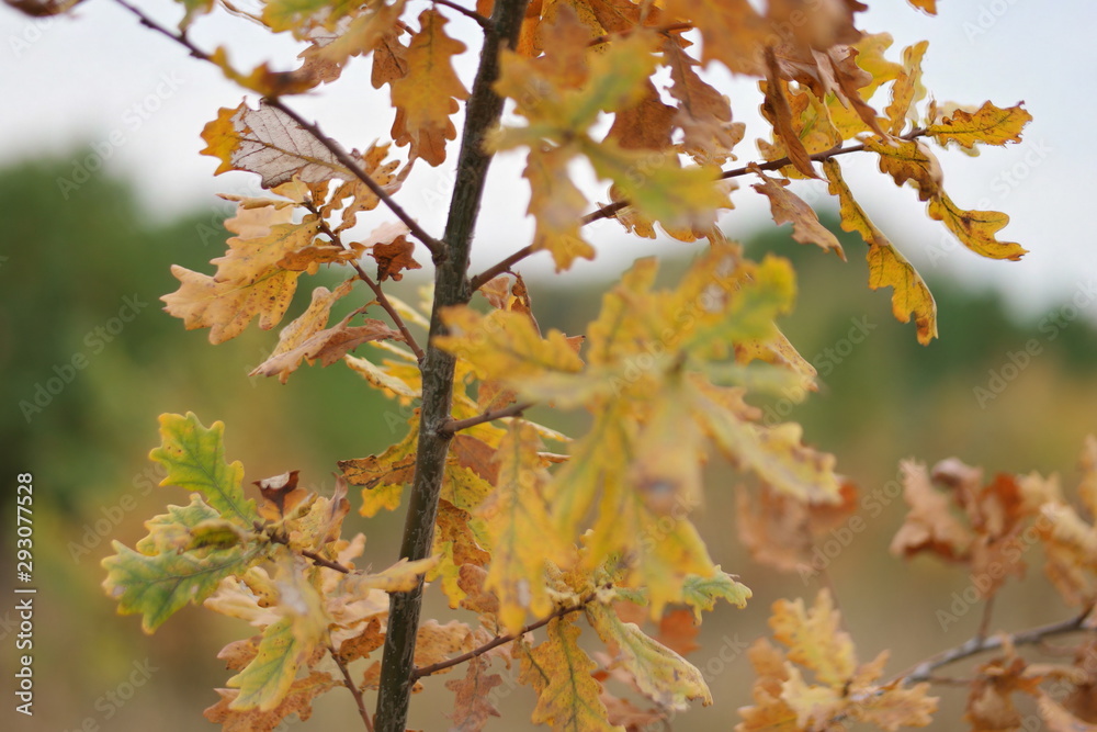 Fototapeta premium autumn leaves
