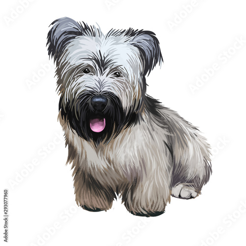 Skye Terrier lap dog tiny pet of small size digital art. Puppy looking in distance breeding domestic animal closeup watercolor portrait photo