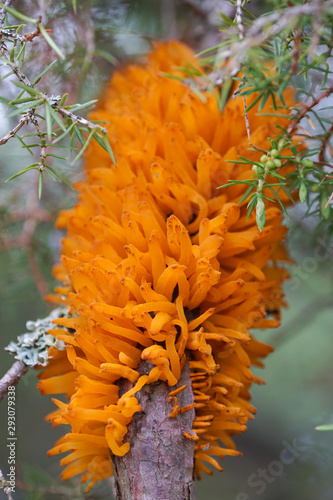 Telia emerging from Juniper bark. Pear rust (Gymnosporangium sabinae), closeup
