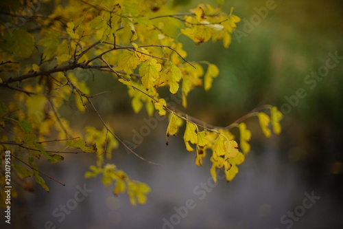 branch of a tree with autumn yellow leaves 