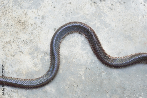 Snake body on cement floor, top view, copy space