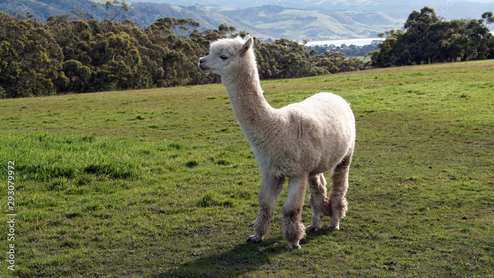 Authentic close up shot of a white llama alpaca on a green meadow on a sunny day.