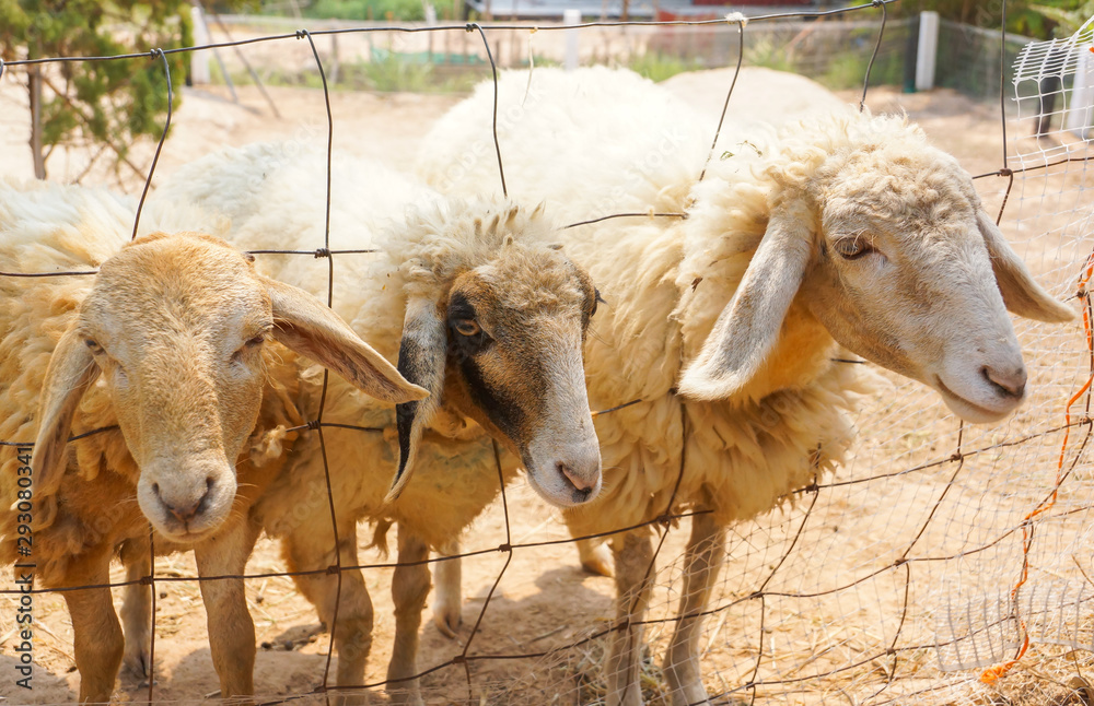 Fototapeta premium Sheep leaning their heads our of the fence