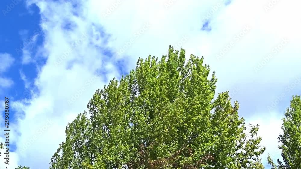 Krätige Windböhen im Geäst.