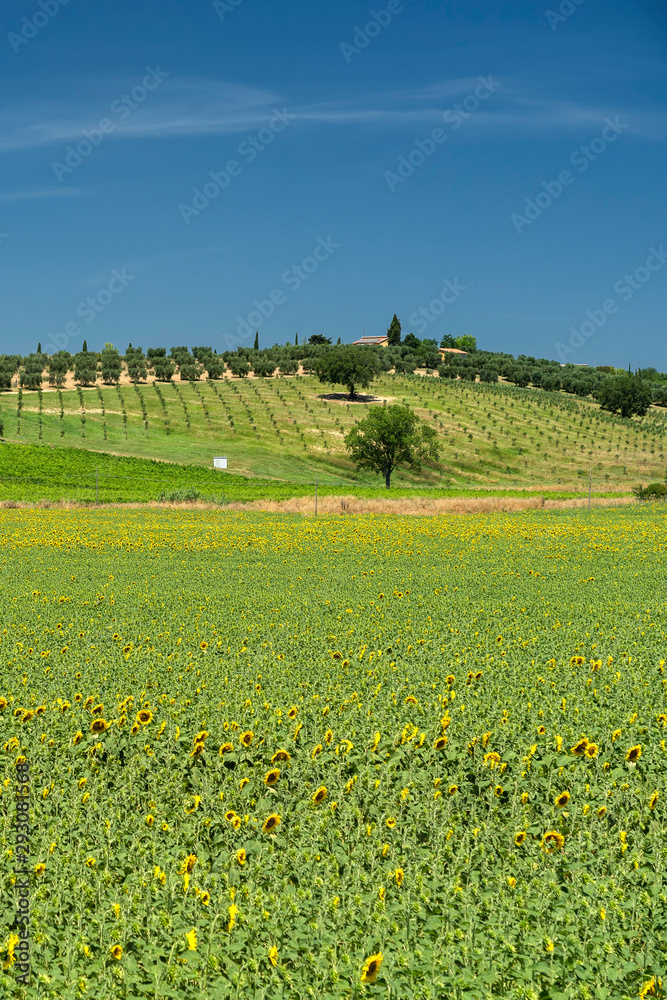 Rural landscape in Maremma at summer