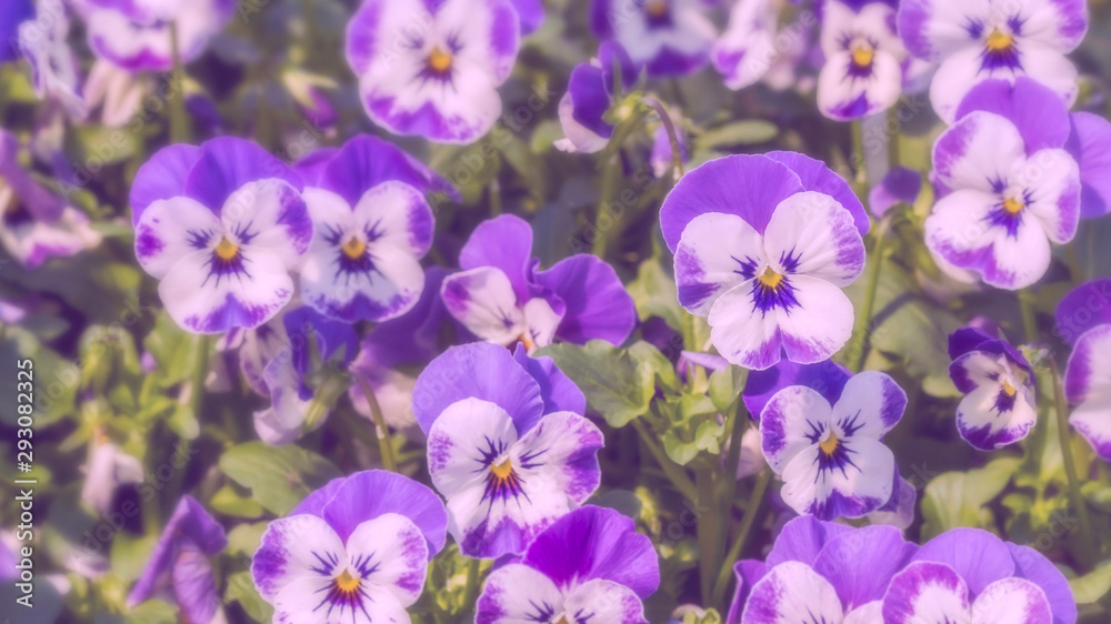 Group of white with purple color pansy flowers in spring garden Group of white with purple color pansy flowers in spring garden