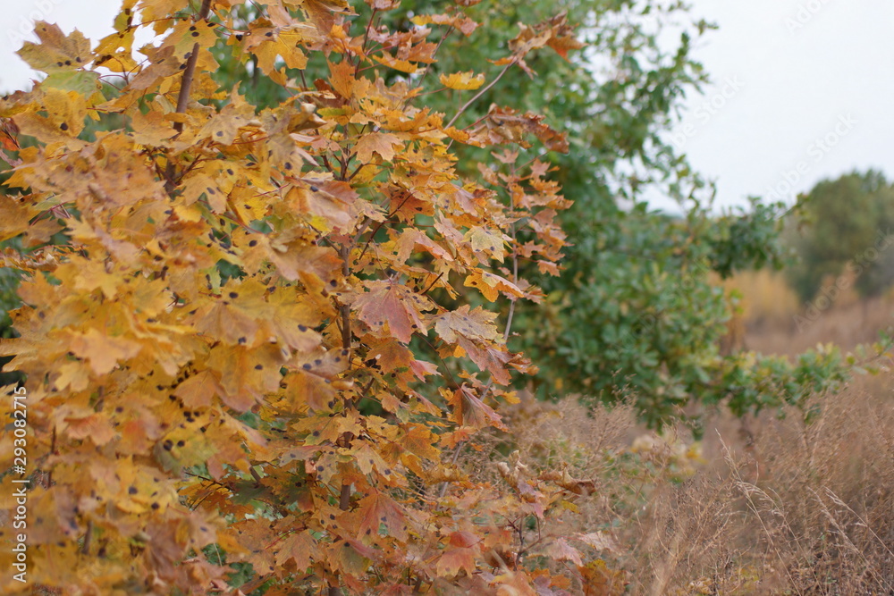 autumn leaves autumn leaves