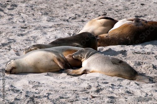 Kangaroo Island Australia, Australian Sea Lions on beach at Seal Bay