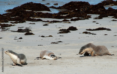 Kangaroo Island Australia, Australian sea lions on beach at Seal Bay  photo