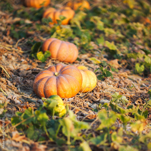 Pumpkin patch in Provence, France