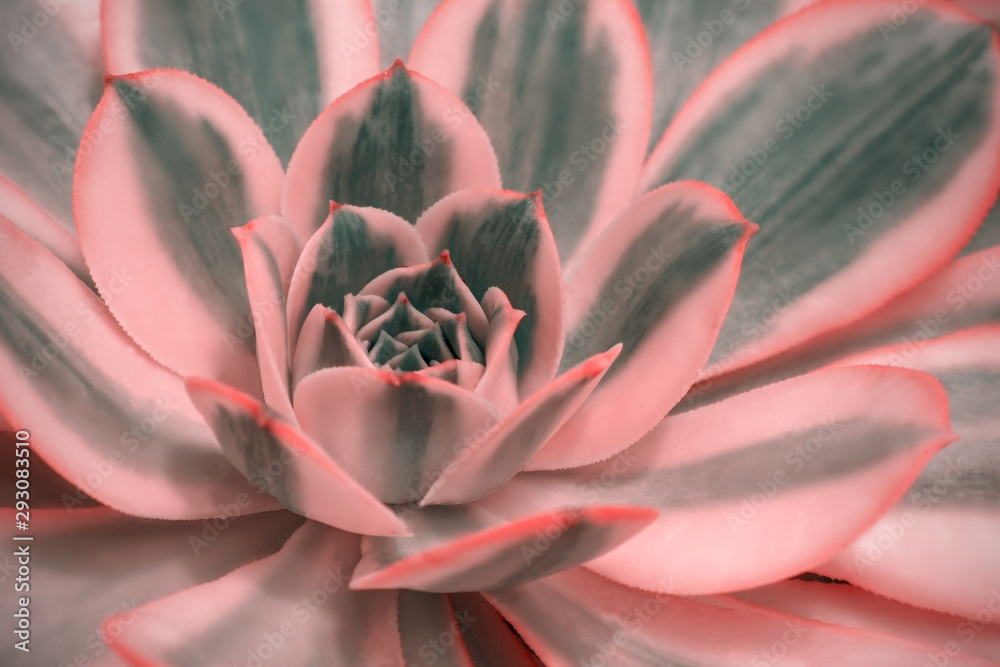 Obraz premium Beautiful pink echeveria (cactus) close-up macro soft focus spring outdoor on a soft blurred background. Romantic soft gentle artistic image.