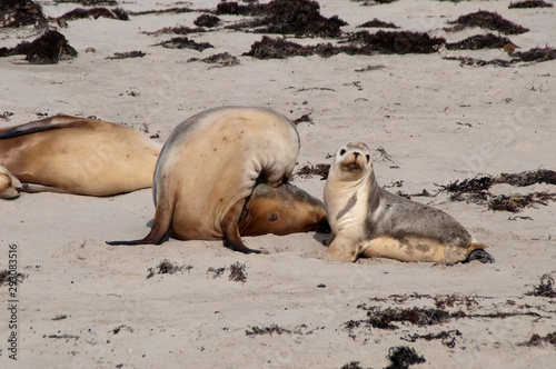Kangaroo Island Australia, seal pup and mother on beach at Seal Bay 