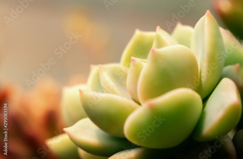 Beautiful green echeveria (cactus) close-up macro soft focus spring outdoor on a soft blurred background. Romantic soft gentle artistic image.
