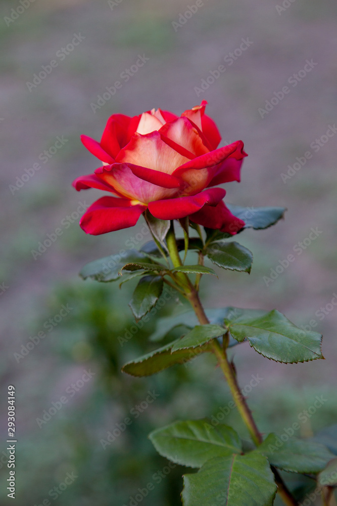 Beautiful rose bush growing in the garden. Beautiful rose bush growing in the garden.