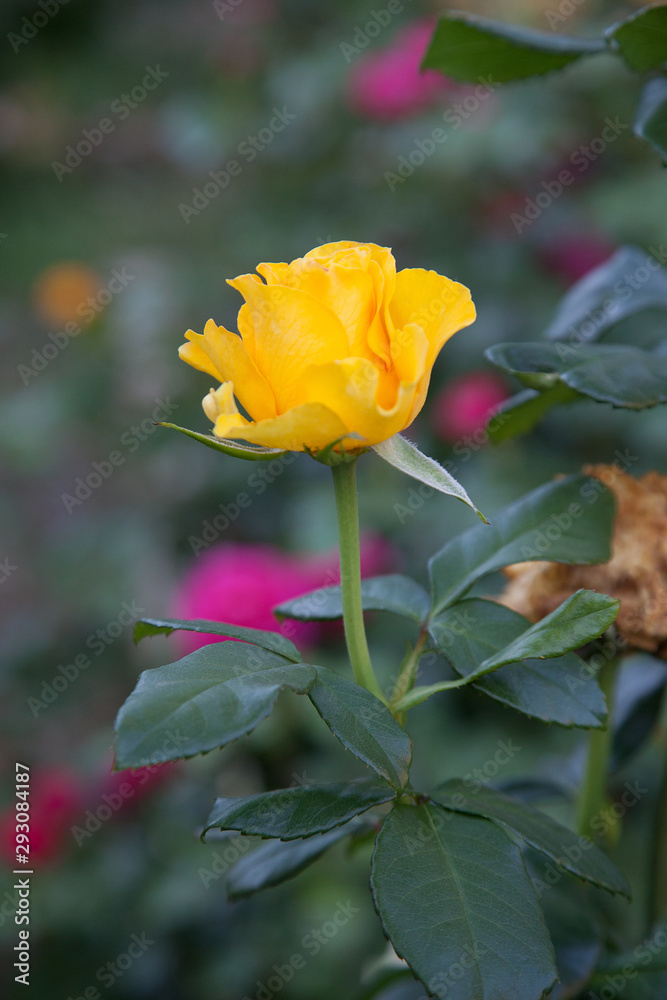 Beautiful rose bush growing in the garden.