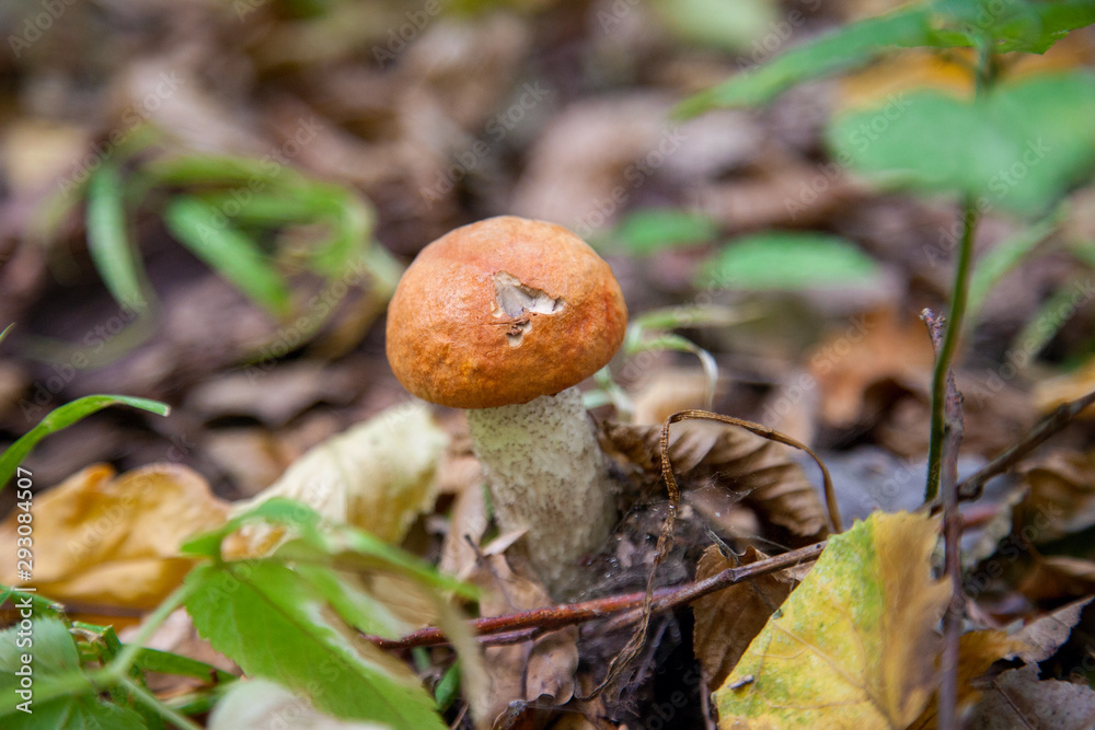 Single red boletus mushroom in the wild. Red boletus mushroom grows on the forest floor at autumn season.. Single red boletus mushroom in the wild. Red boletus mushroom grows on the forest floor at autumn season..