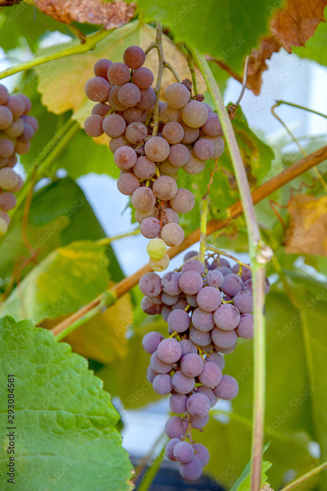 Fototapeta premium Bunch of grapes with pink and green berries in the garden.