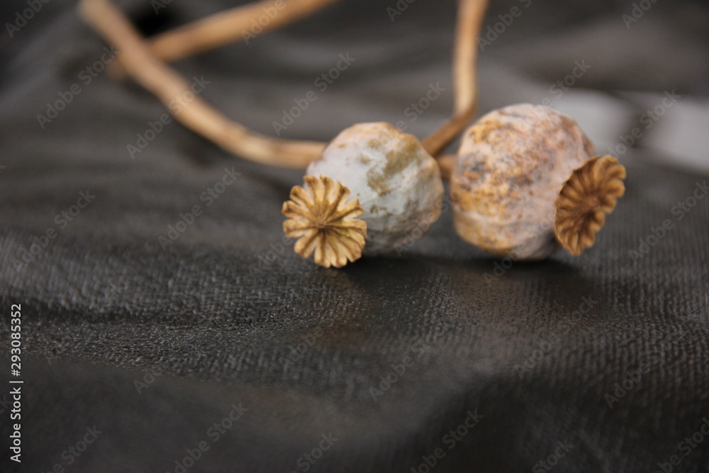 dried heads with seeds isolated on black background - poppy stems dried heads with seeds isolated on black background - poppy stems