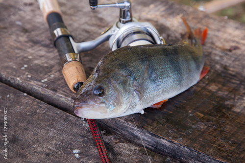 Close up view of big freshwater perch and fishing equipment on wooden background..