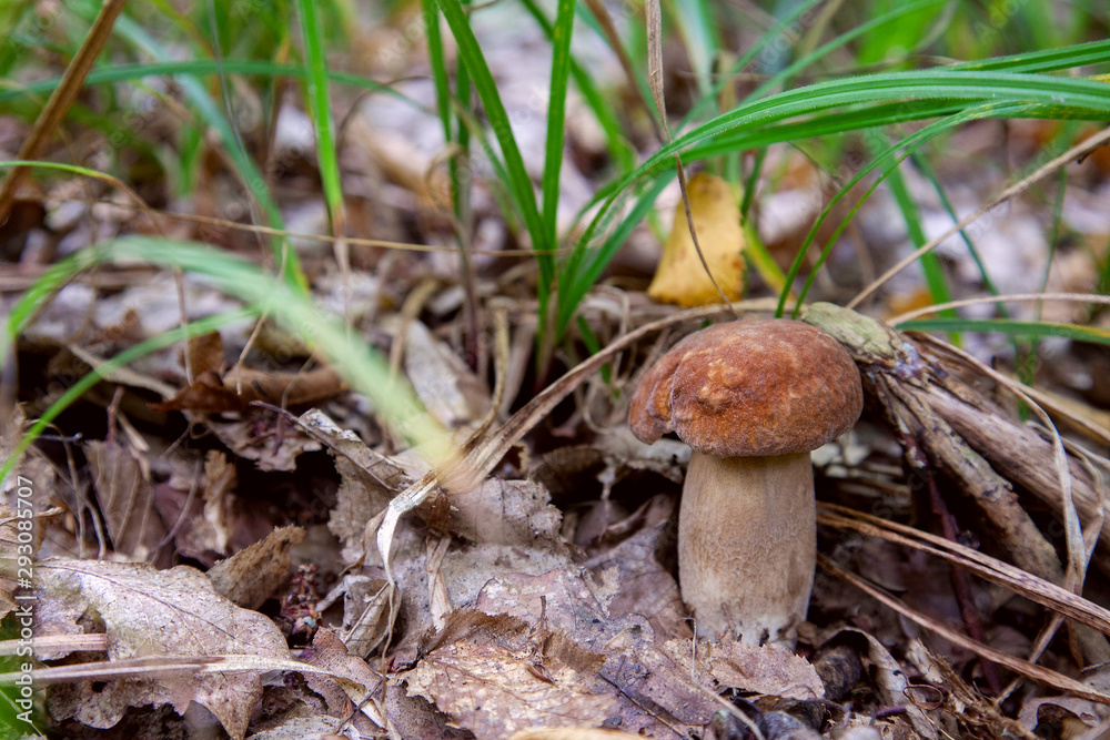 Boletus mushroom in the wild. Porcini mushroom grows on the forest floor at autumn season.. Boletus mushroom in the wild. Porcini mushroom grows on the forest floor at autumn season..