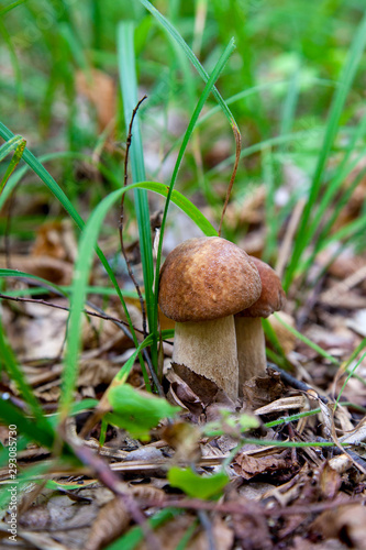 Mushroom family of boletus mushroom in the wild. Porcini mushroom grows on the forest floor at autumn season..