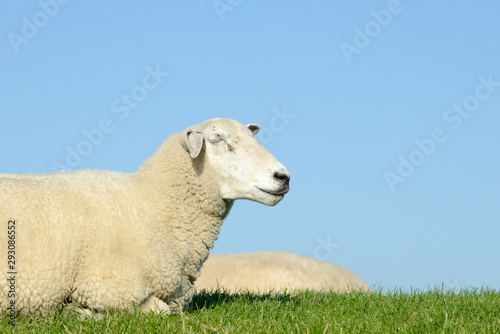 white Sheep lying on pasture and sleeping in front of blue sky