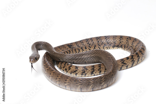 Ptyas mucosa, commonly known as the oriental ratsnake, Indian rat snake, a common species of colubrid snake found in parts of South and Southeast Asia. Isolated on white background. photo
