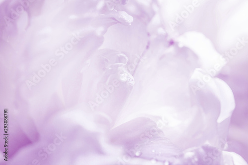 Graceful violet pastel peony background. Macro photo of flower petals with morning dew drops.