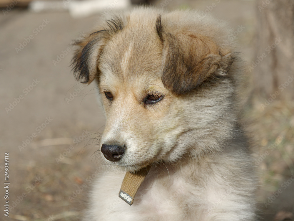 portrait of a puppy of a yard dog