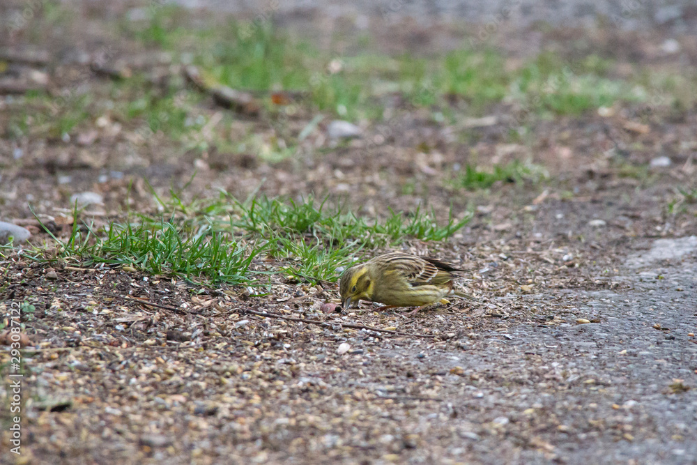 Gold Chambers are sitting on the ground eating devoured birdseed Gold Chambers are sitting on the ground eating devoured birdseed