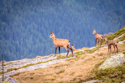 Switzerland chamois on the mountain