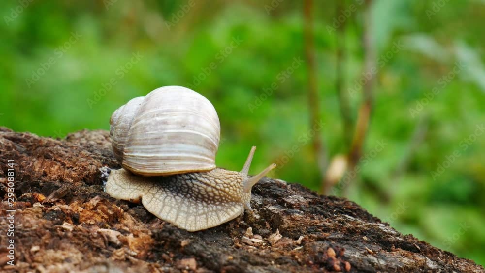 Forest snail creeping on a tree in the forest Forest snail creeping on a tree in the forest