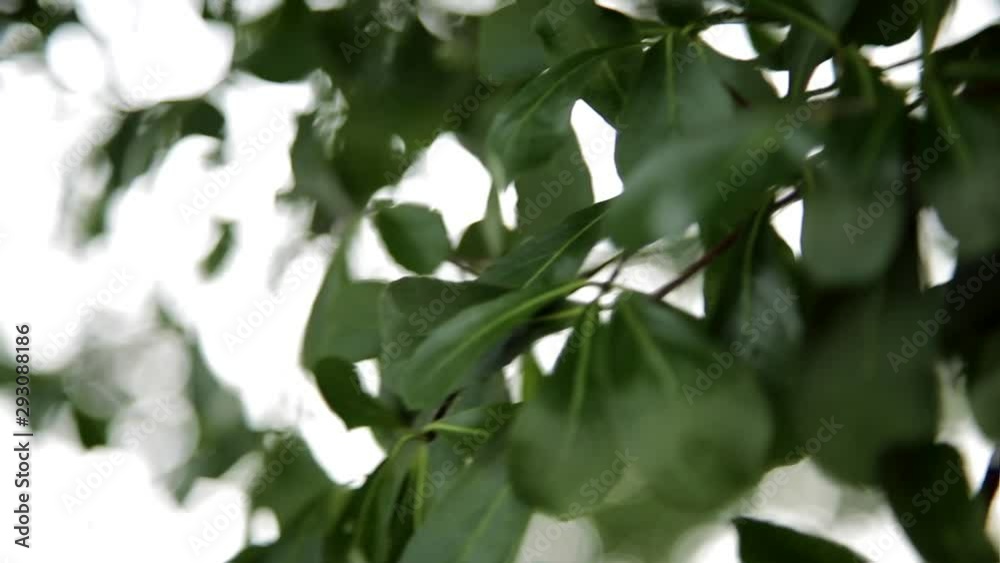 Close-Up Shot Of Swaying Green Leaves In The Windy Evening in Malaysia Park Close-Up Shot Of Swaying Green Leaves In The Windy Evening in Malaysia Park