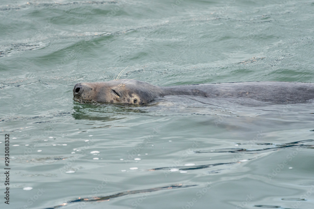 Obraz premium Seal at Howth harbor.