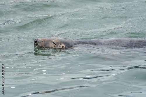 Seal at Howth harbor.
