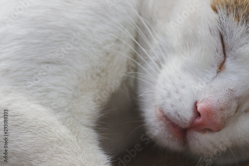 close up of cats pink nose and pink mouth