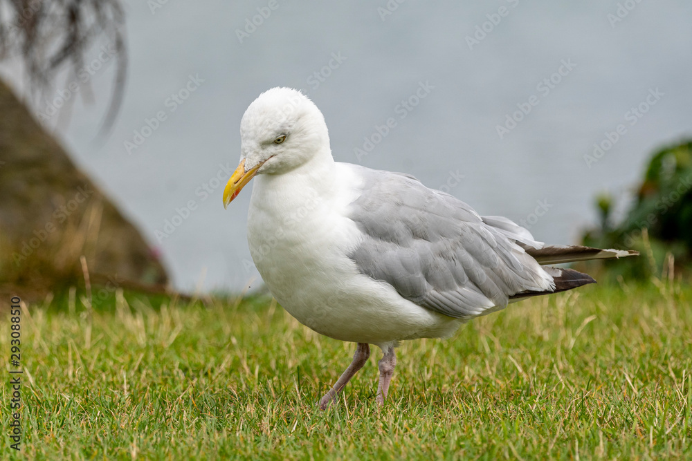 Yellow-legged gull (larus michahellis) in Howth harbor. Yellow-legged gull (larus michahellis) in Howth harbor.