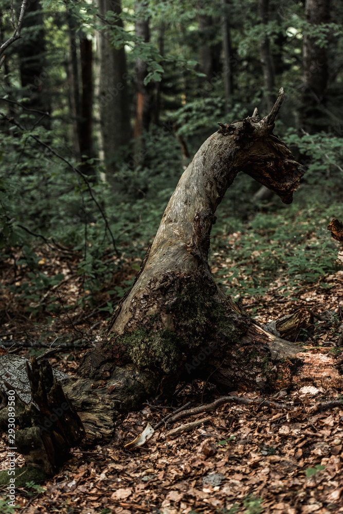 selective focus of dry leaves near trees in forest