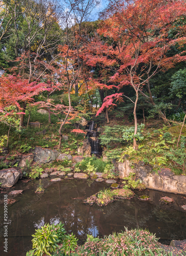 Fototapeta premium Tokyo Metropolitan Park KyuFurukawa's japanese garden's waterfall overlooking by red maple momiji leaves in autumn.