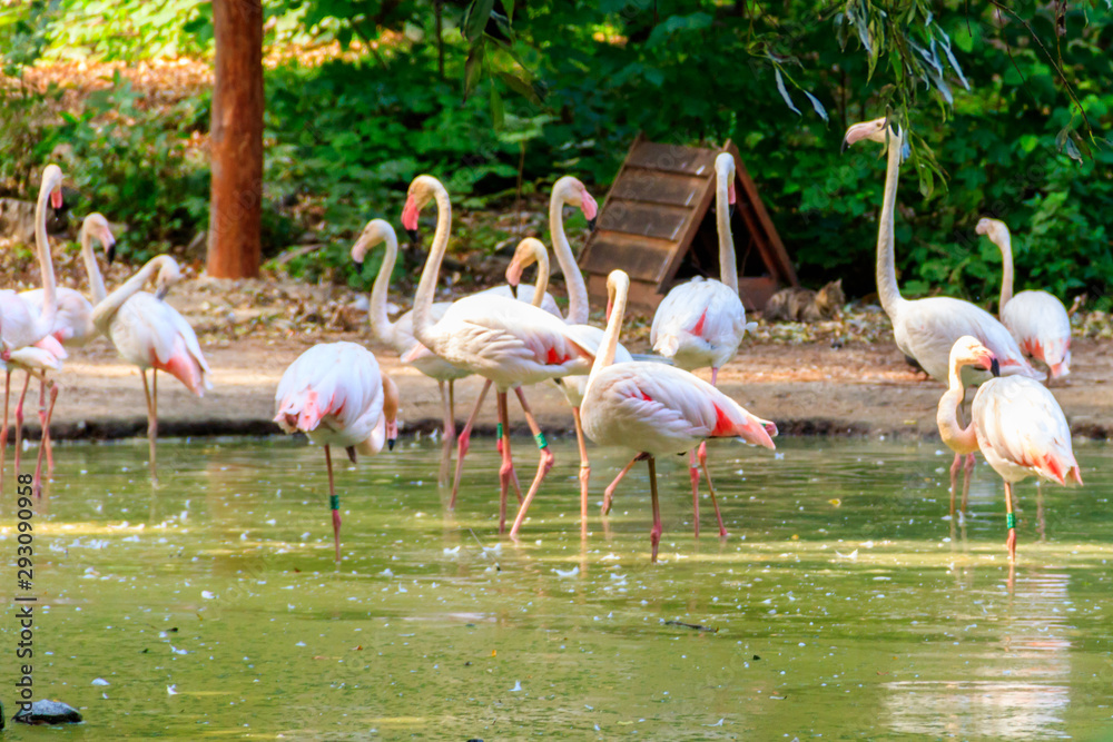 Greater flamingo (Phoenicopterus roseus) is the most widespread species of the flamingo family