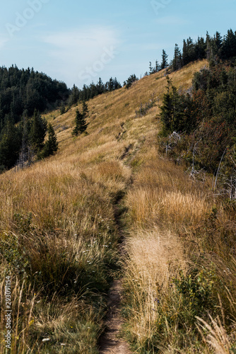 golden field with barley on hill near green pine trees