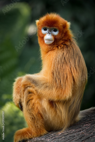 Fototapeta Naklejka Na Ścianę i Meble -  The snub-nosed monkey portrait